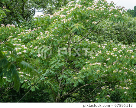 Miyazaki Prefecture: A summer scene of mimosa blossoms and a clear stream. Miyazaki Prefecture: A summer scene of mimosa blossoms and a clear stream. 67895112