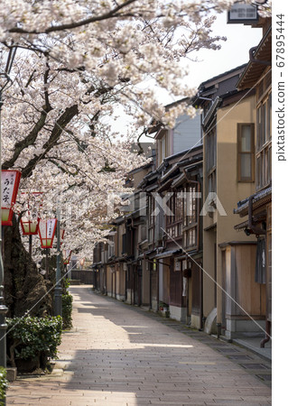 A famous sightseeing spot in Kanazawa where cherry blossoms bloom A famous sightseeing spot in Kanazawa where cherry blossoms bloom 67895444