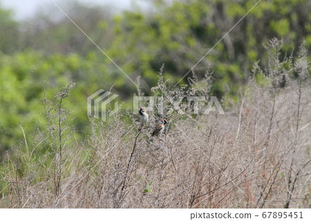 Sparrow Sparrow 67895451