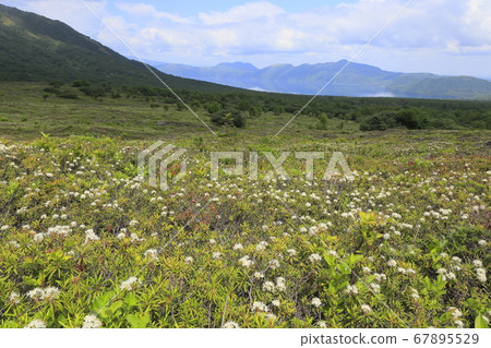Ezo Azalea and Lake Shikotsu taken at Mount Tarumae in Hokkaido 67895529