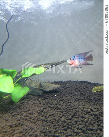 水族館發現花角 水族館發現花角 67895862