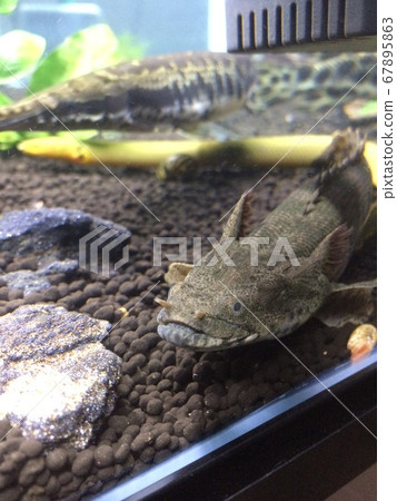 水族館結束利口酒息肉 水族館結束利口酒息肉 67895863