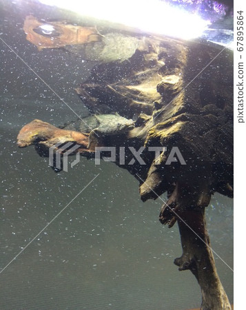 Aquarium polypterus end liquery Aquarium polypterus end liquery 67895864