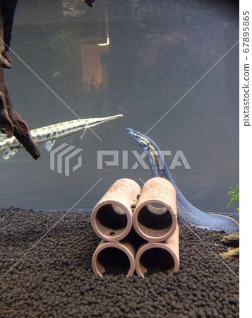 水族館發現刺魚 水族館發現刺魚 67895865