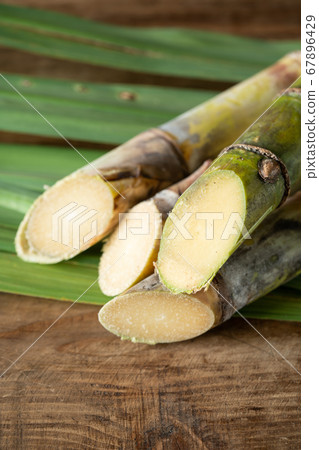 Okinawa Prefecture sugar cane Okinawa Prefecture sugar cane 67896429