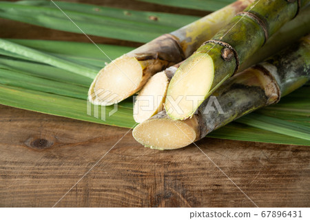 Okinawa Prefecture sugar cane Okinawa Prefecture sugar cane 67896431