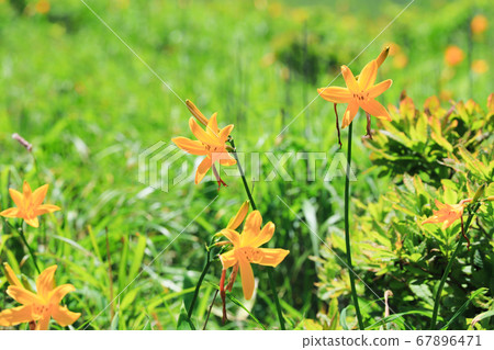 Kirigamine no Nikkokisge 67896471