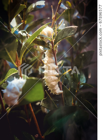 White butterfly caterpillar on a tree branch White butterfly caterpillar on a tree branch 67896577