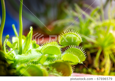 Venus flytrap carnivorous plant close-up view Venus flytrap carnivorous plant close-up view 67896579