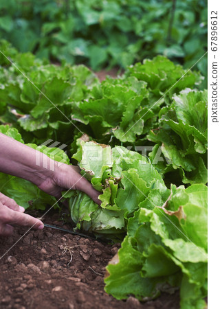 young man collecting a butterhead lettuce 67896612