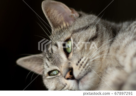 Relaxing cat, Sabatra cat 67897291