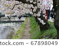 櫻花路 67898049