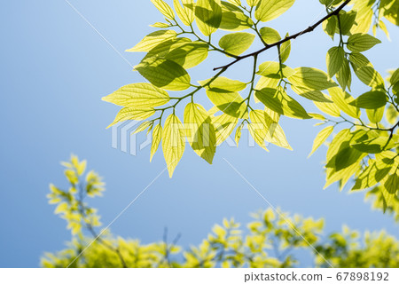 天空下的enoki鮮綠色 天空下的enoki鮮綠色 67898192