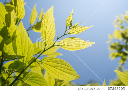 The fresh green of enoki under the sky The fresh green of enoki under the sky 67898205