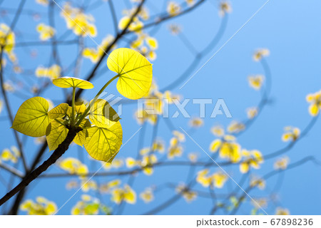 Aburagiri新鮮綠色 Aburagiri新鮮綠色 67898236