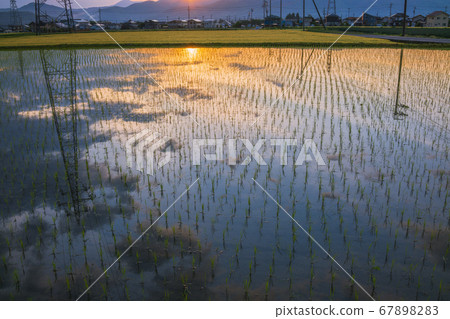 Paddy field reflecting sunrise and sunrise sky [Azumino in early summer] 67898283
