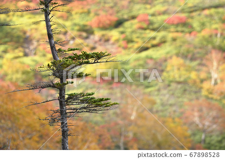 Autumn leaves of Ginsendai (Hokkaido, Kamikawa Town, Daisetsuzan) 67898528
