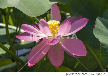 初夏神聖的蓮花[旺季] 67898734