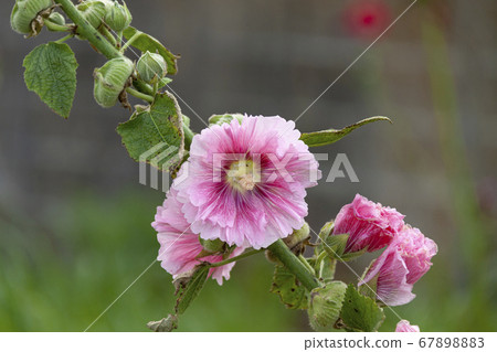Flower of hollyhock [last bloom] 67898883