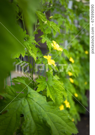 Loofah flowers 67899090