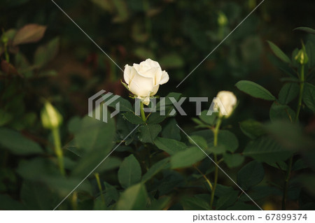 White roses grow in greenhouse. Plantation of rose inside 67899374