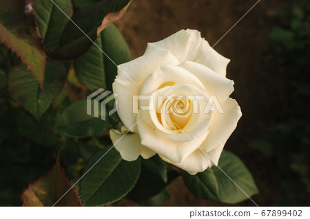 Close up of beautiful white rose in greenhouse Close up of beautiful white rose in greenhouse 67899402