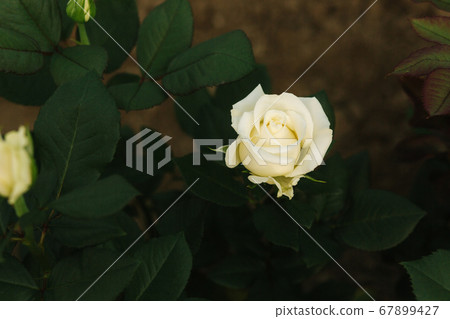 Close up of beautiful white rose in greenhouse 67899427