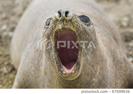 Marine mammal.Patagonia Argentina 67899636