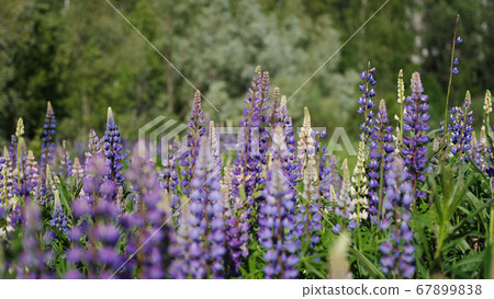 A field of wild purple lupine in bloom. A field of wild purple lupine in bloom. 67899838