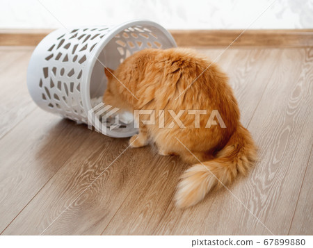 Cute ginger cat overturned wastebasket. Curious fluffy pet is looking at trash. Funny and playful domestic animal. Cute ginger cat overturned wastebasket. Curious fluffy pet is looking at trash. Funny and playful domestic animal. 67899880