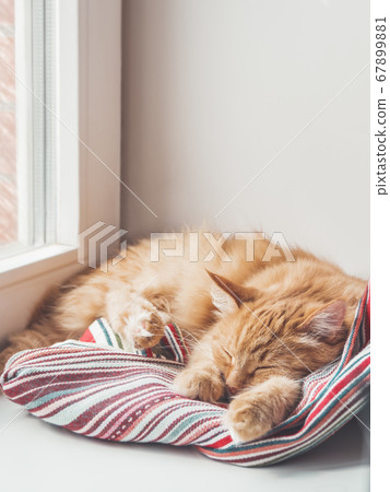Cute ginger cat sleeps on window sill. Fluffy pet has a nap on colorful textile curtain. Domestic animal at cozy home. Cute ginger cat sleeps on window sill. Fluffy pet has a nap on colorful textile curtain. Domestic animal at cozy home. 67899881