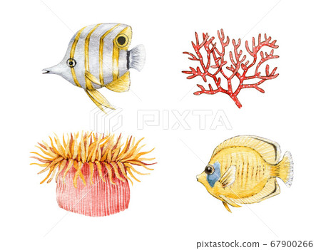 Coral fish, actinia and coral watercolor set. Coral fish, actinia and coral watercolor set. 67900266