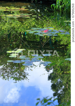 睡蓮（高知縣），盛開在水面上的奇flower 67900268