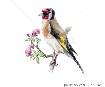 Goldfinch bird with flowers watercolor image.  67900325