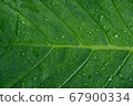 Green Leaf Texture background after the rain, drop of water on beautiful leaf 67900334