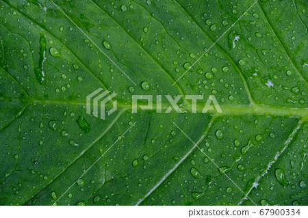 Green Leaf Texture background after the rain, drop of water on beautiful leaf Green Leaf Texture background after the rain, drop of water on beautiful leaf 67900334