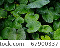 Creative layout, Flat lay tropical leaves, abstract green leaves texture, nature background 67900337