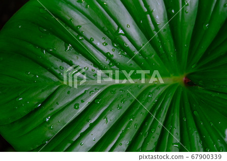 Green Leaf Texture background after the rain, drop of water on beautiful leaf, light and shadow Green Leaf Texture background after the rain, drop of water on beautiful leaf, light and shadow 67900339