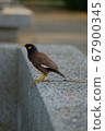 Mynas  and soft blur background, on concrete wall 67900345
