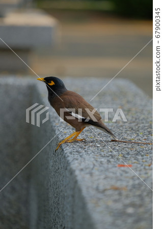 Mynas  and soft blur background, on concrete wall 67900345