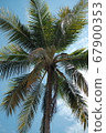 beach, palm, tree 67900353