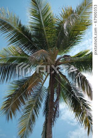 the palm tree and clear blue sky the palm tree and clear blue sky 67900353