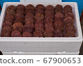 Sea urchins in package, group of sea urchins, fish market 67900653