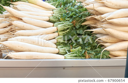 Farmer harvest and prepare Radish for transport to market. 67900654