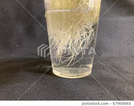 一杯白根 67900668