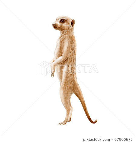 Meerkat standing watercolor painted illustration. Meerkat standing watercolor painted illustration. 67900675