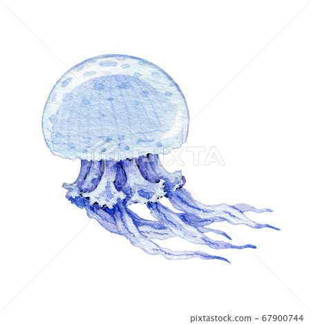 Blue jellyfish hand drawn watercolor image. Blue jellyfish hand drawn watercolor image. 67900744
