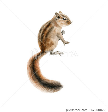Forest chipmunk (squirrel) watercolor image. 67900822