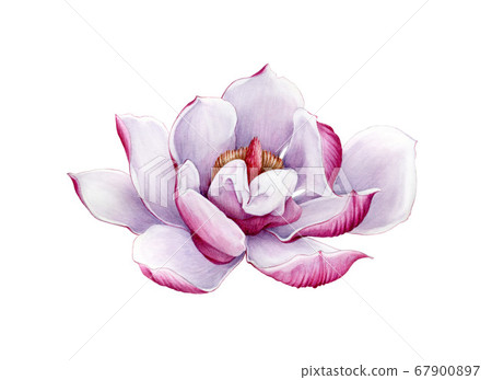 Magnolia pink flower watercolor illustration. Magnolia pink flower watercolor illustration. 67900897