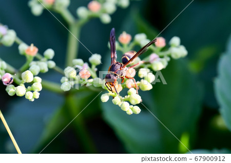 共胡蜂 共胡蜂 67900912